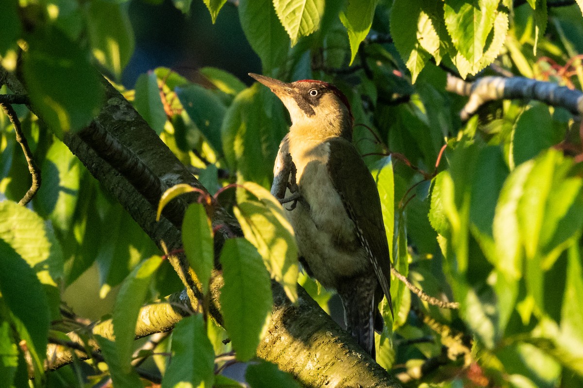 Eurasian Green Woodpecker - Jon White