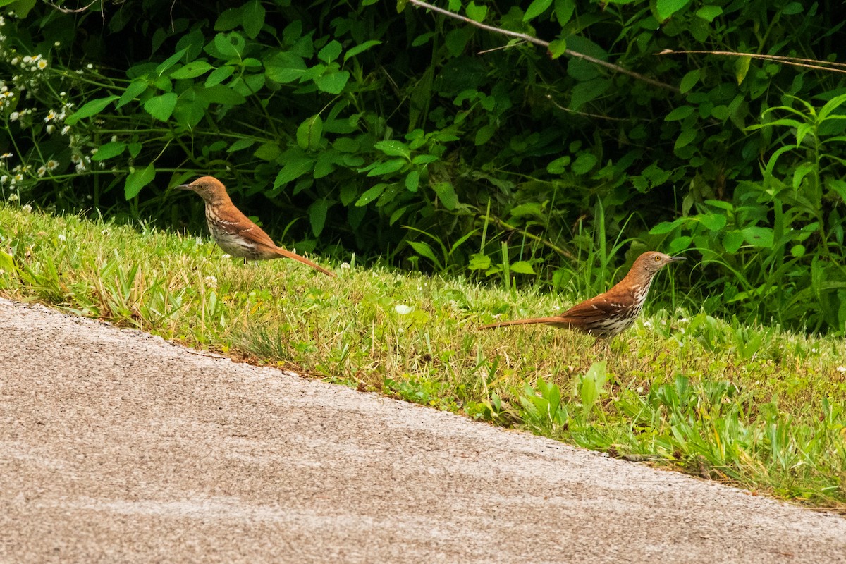 Brown Thrasher - ML620867550