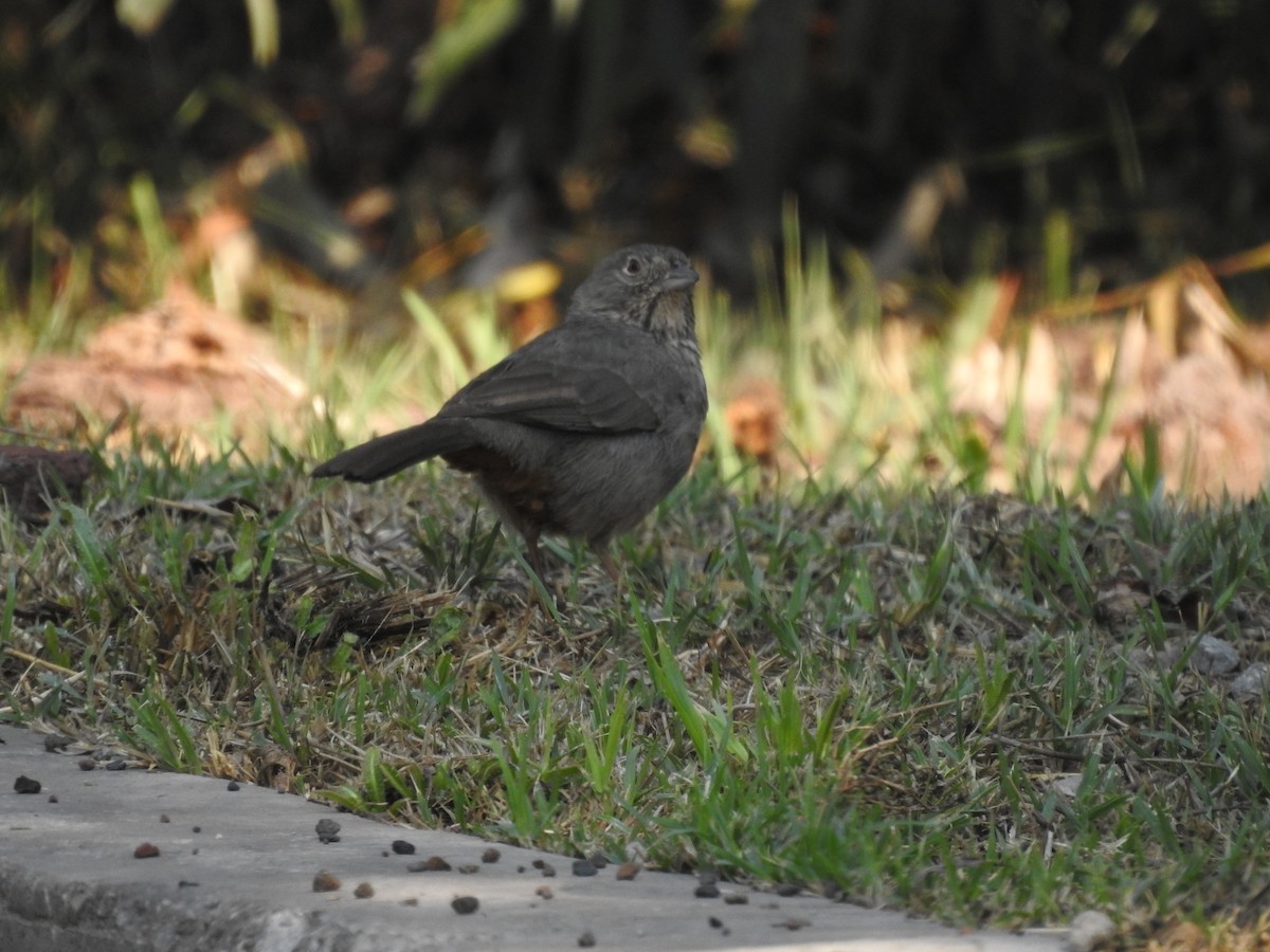 Canyon Towhee - ML620867558