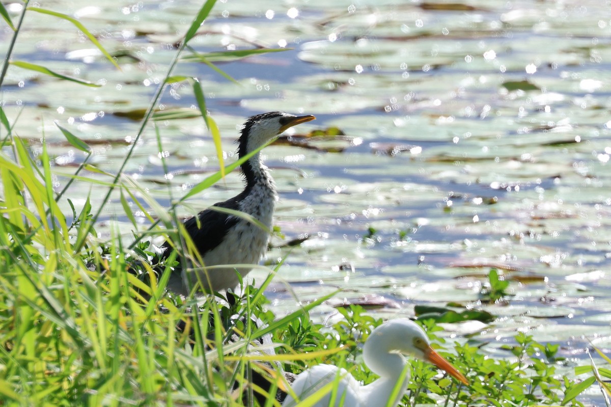 Little Pied Cormorant - ML620867564