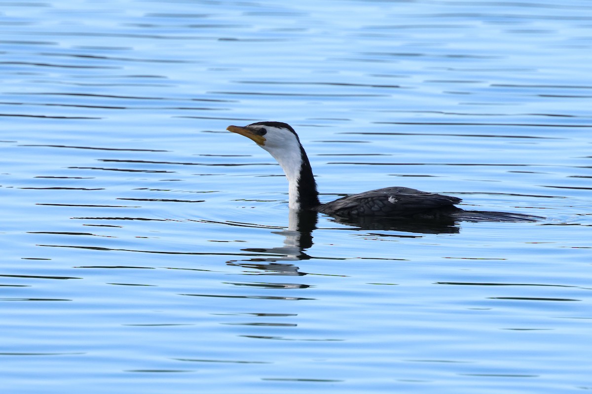 Little Pied Cormorant - ML620867565