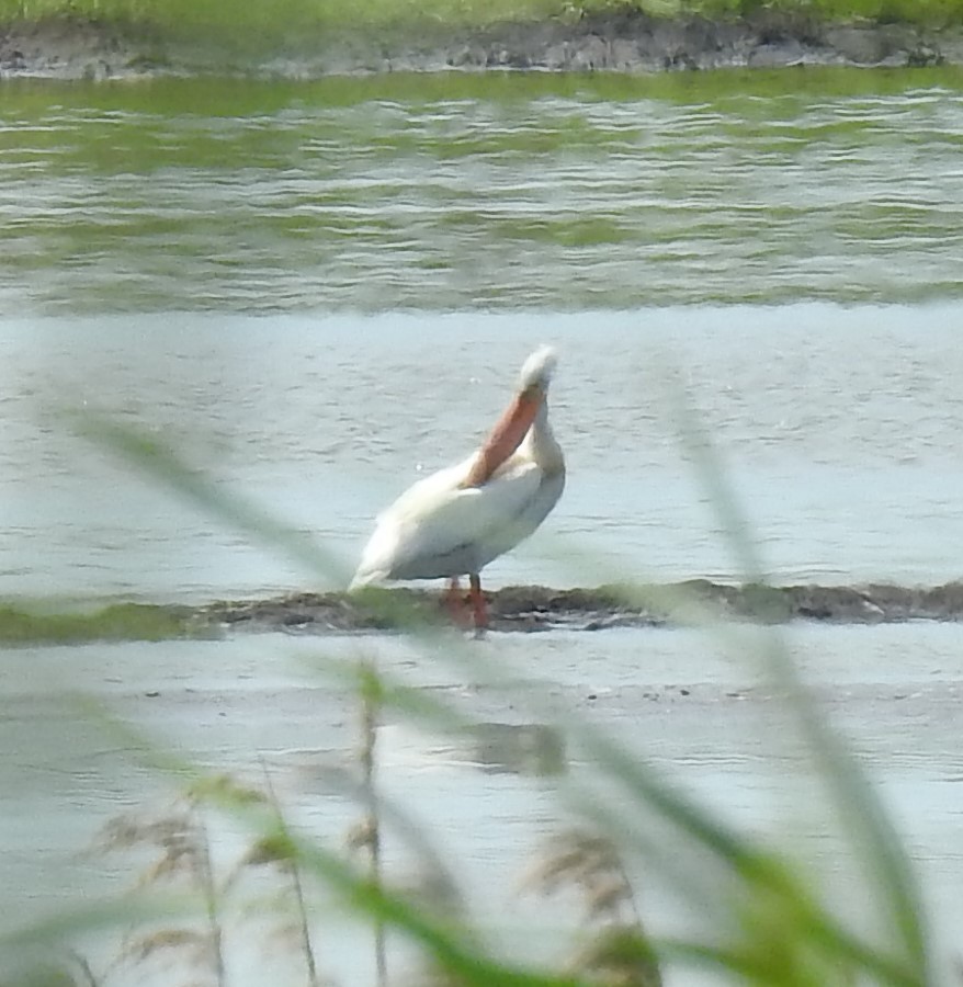 American White Pelican - Carolyn Holland