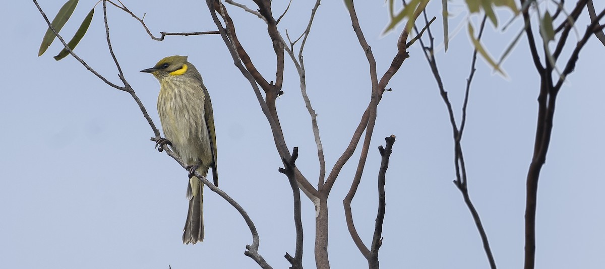 Gray-fronted Honeyeater - ML620867574