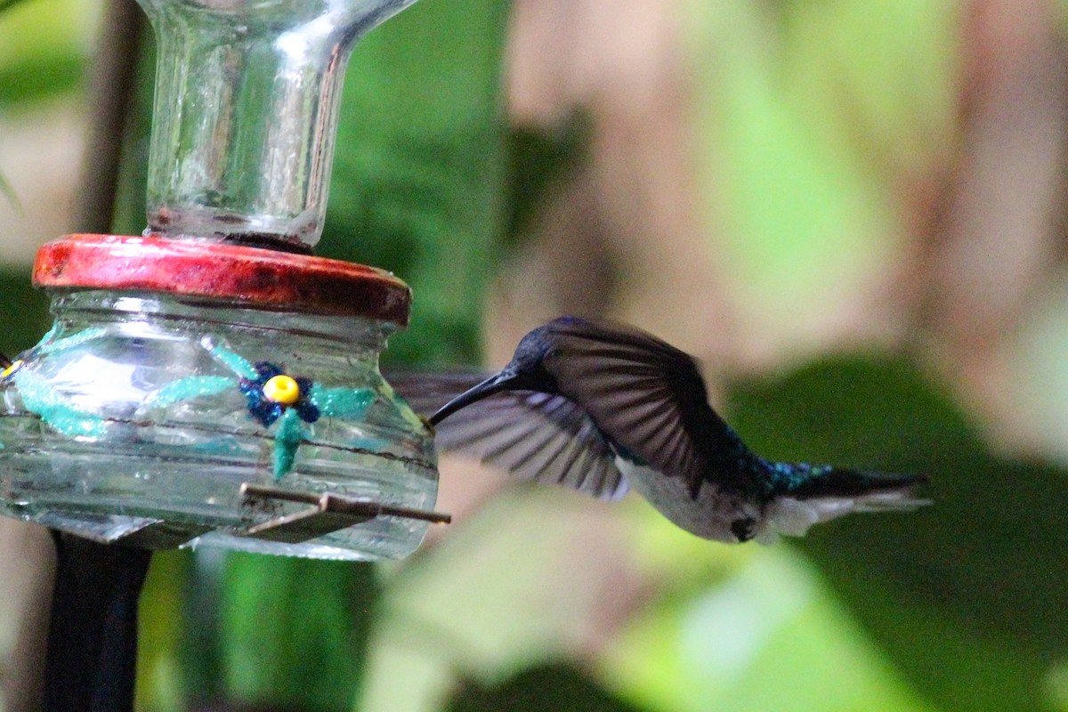 White-necked Jacobin - ML620867585