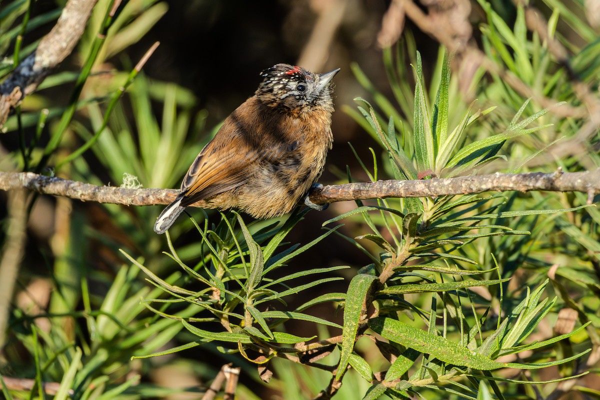 Mottled Piculet - ML620867596