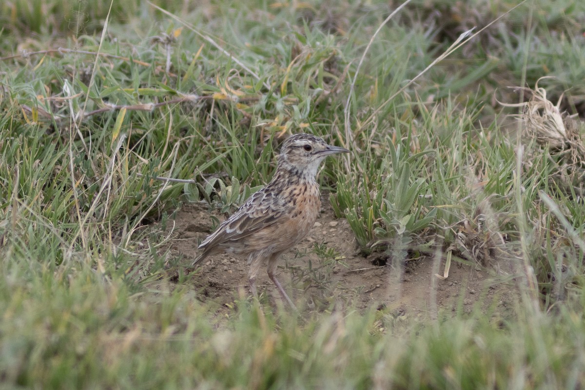 Spike-heeled Lark (Beesley's) - Edward Jenkins