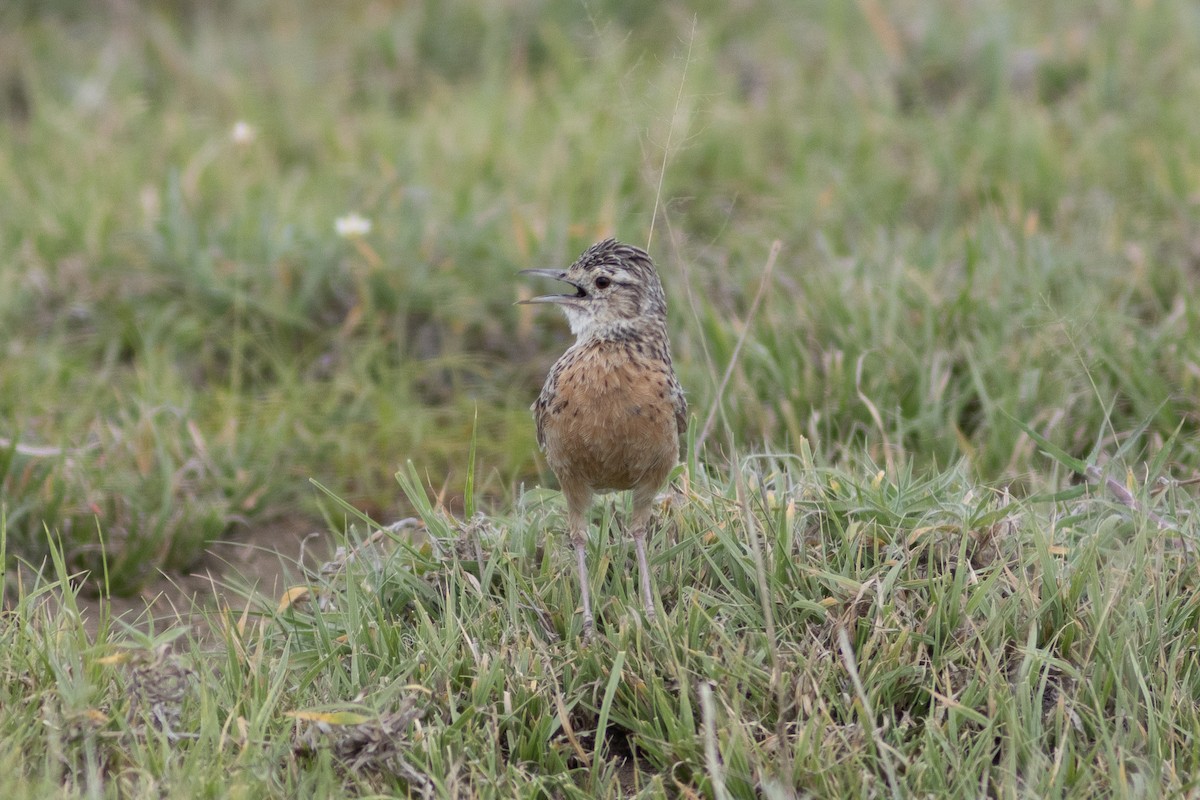 Spike-heeled Lark (Beesley's) - ML620867600