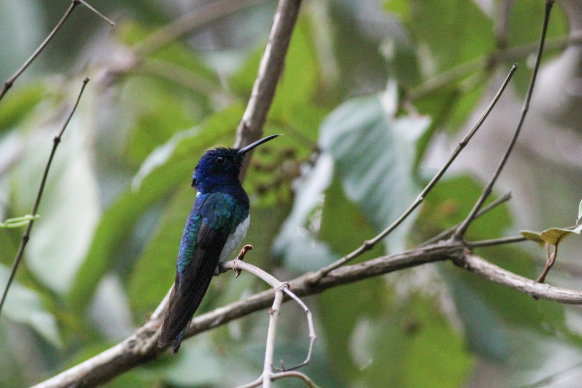 White-necked Jacobin - ML620867608