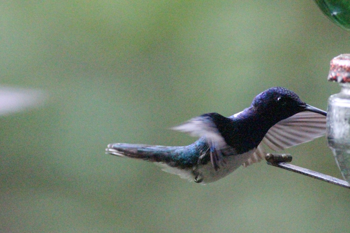 White-necked Jacobin - ML620867612