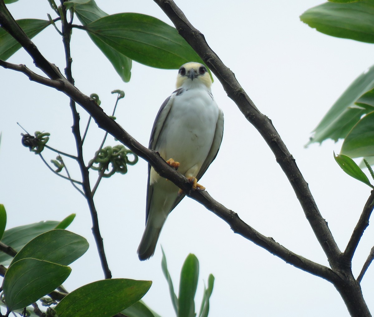 Pearl Kite - ML620867617