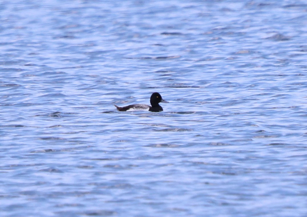 Lesser Scaup - ML620867624