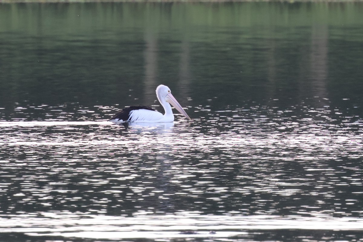 Australian Pelican - Dennis Devers