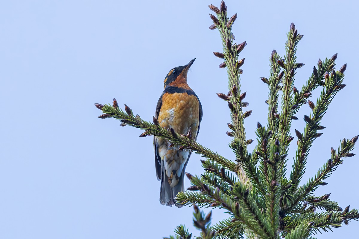 Varied Thrush - ML620867627