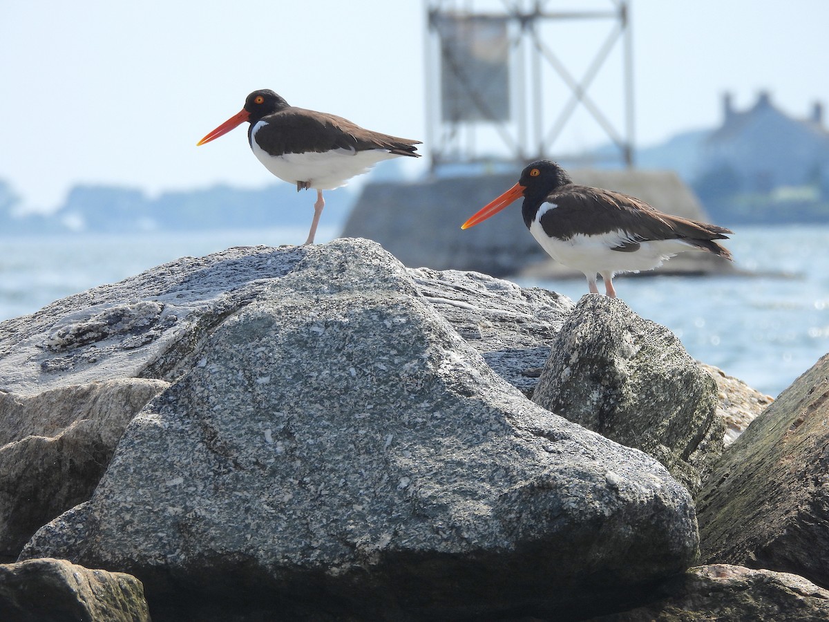 American Oystercatcher - ML620867628