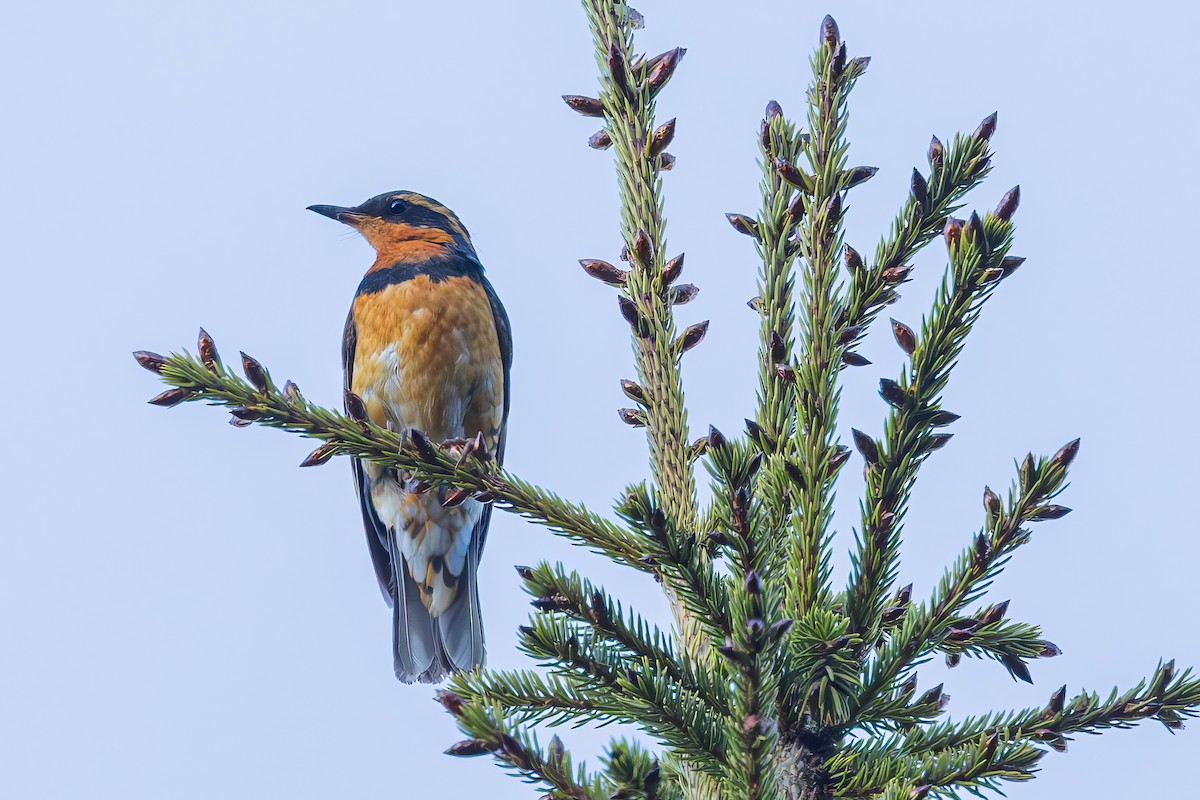 Varied Thrush - ML620867629