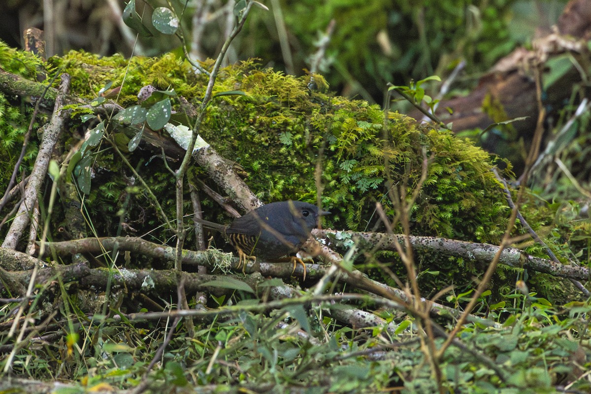 Planalto Tapaculo - ML620867632