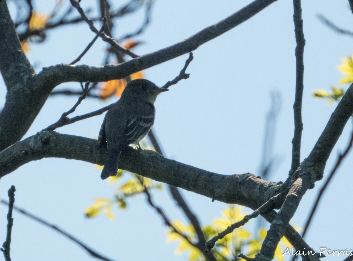 Olive-sided Flycatcher - ML620867638