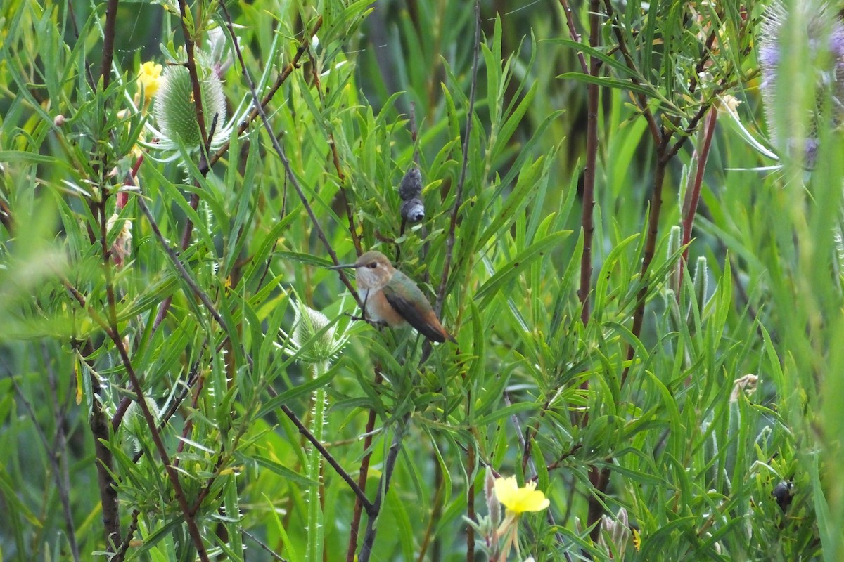 Rufous Hummingbird - ML620867640