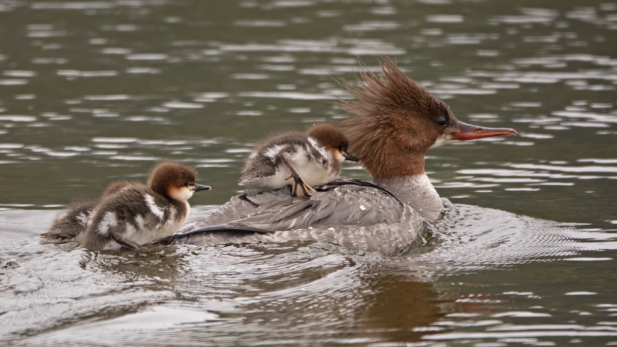 Common Merganser - ML620867642