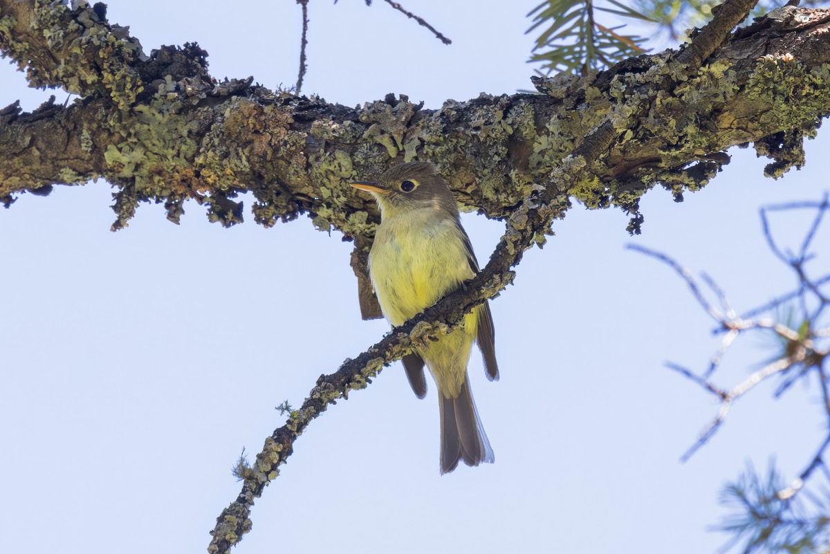 Western Flycatcher (Cordilleran) - ML620867645