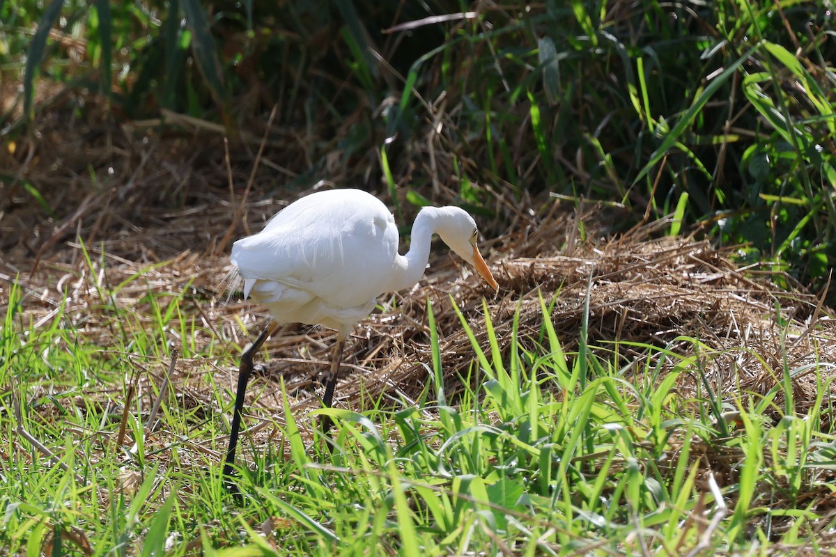 Great Egret - ML620867646