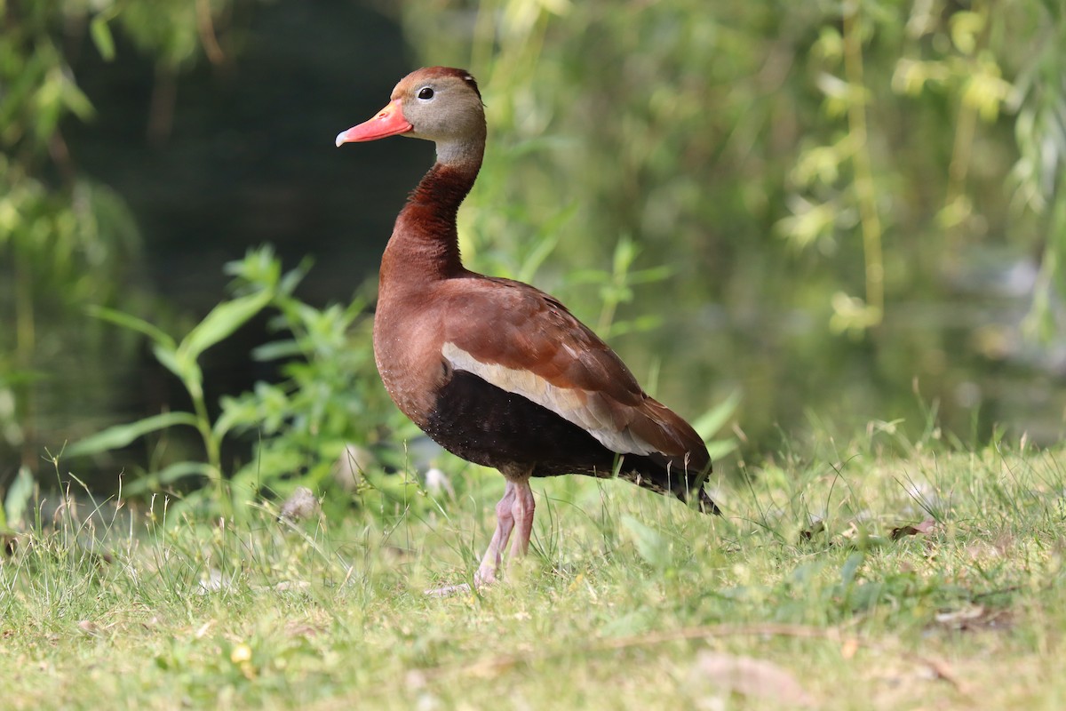 Black-bellied Whistling-Duck - ML620867648