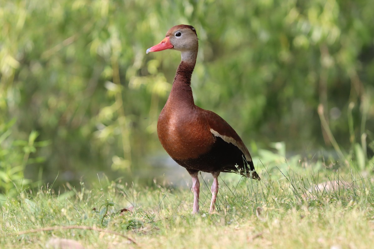 Black-bellied Whistling-Duck - ML620867651