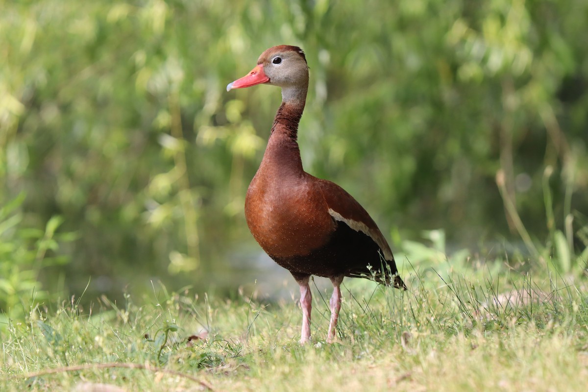 Black-bellied Whistling-Duck - ML620867652