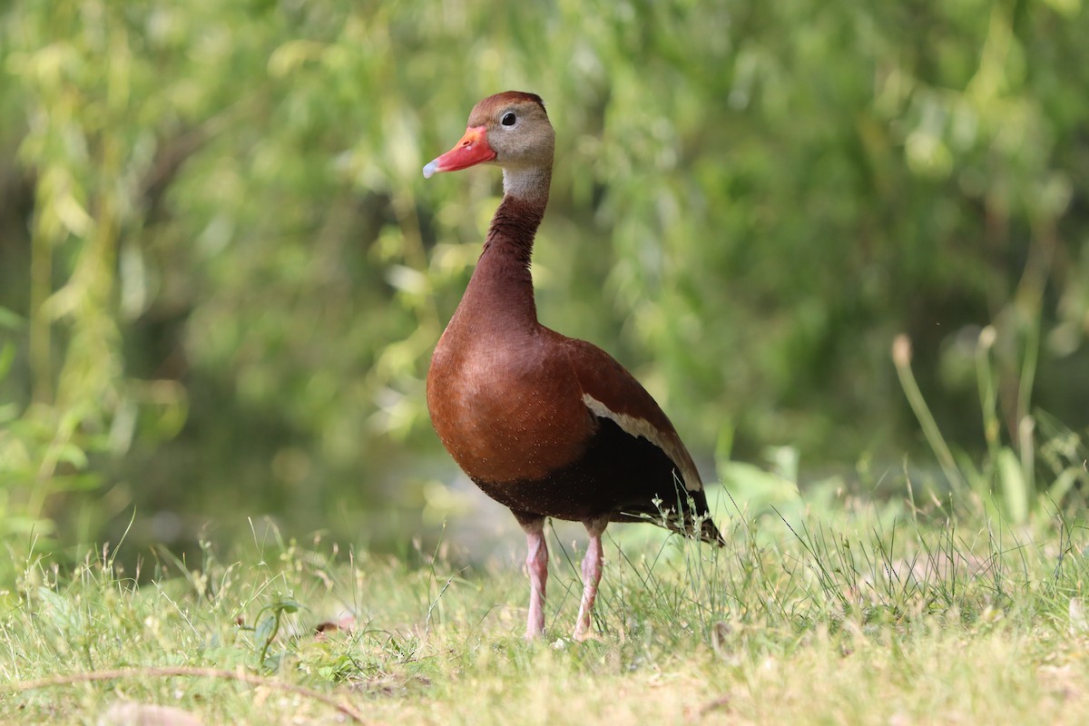 Black-bellied Whistling-Duck - ML620867653