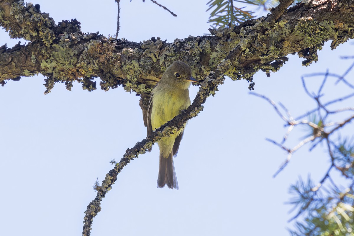 Western Flycatcher (Cordilleran) - ML620867657