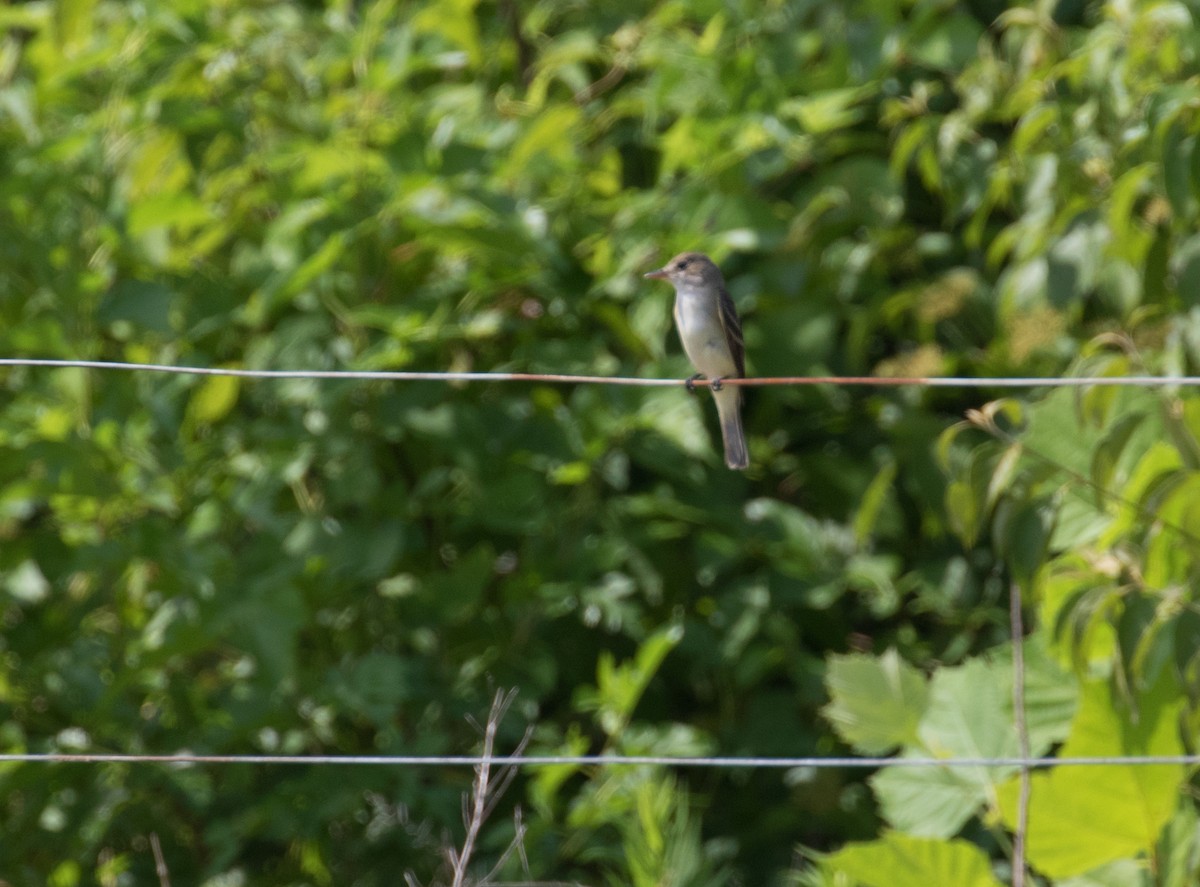 Willow Flycatcher - ML620867658