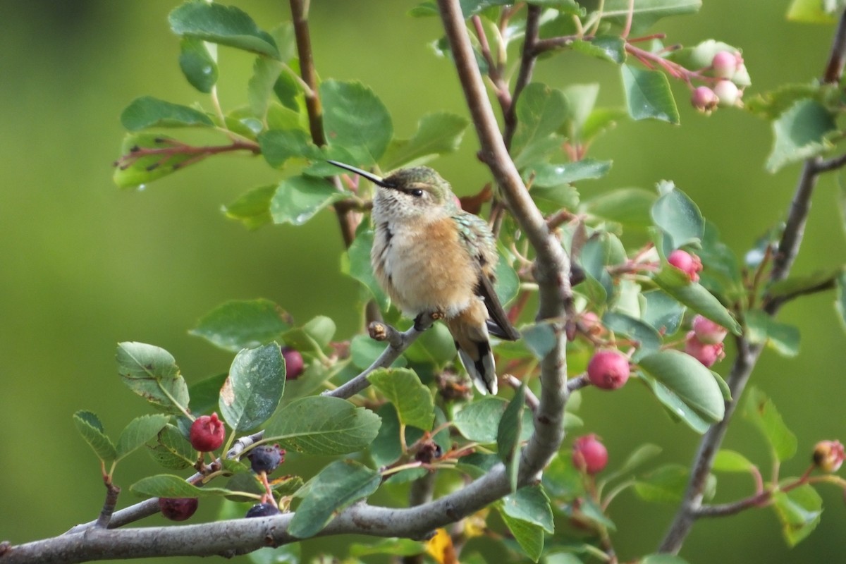 Broad-tailed Hummingbird - ML620867661