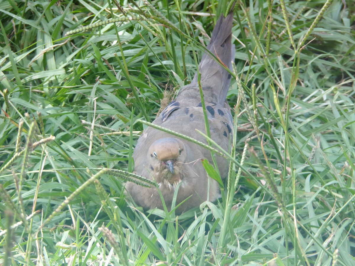 Mourning Dove - ML620867671