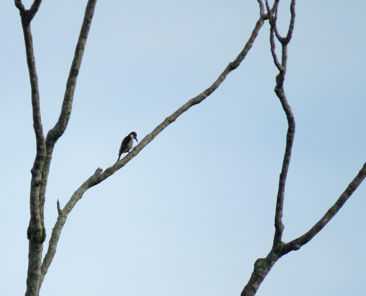 Black-cheeked Woodpecker - ML620867680