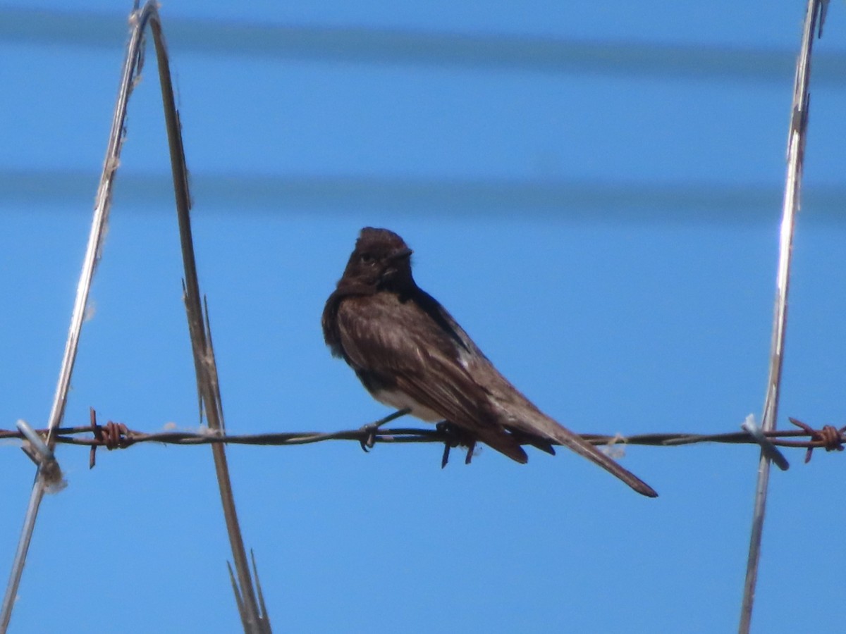 Black Phoebe - ML620867682