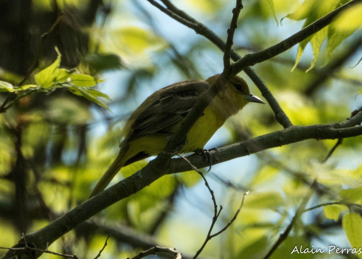 Orchard Oriole - ML620867684