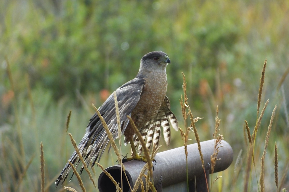 Cooper's Hawk - ML620867686