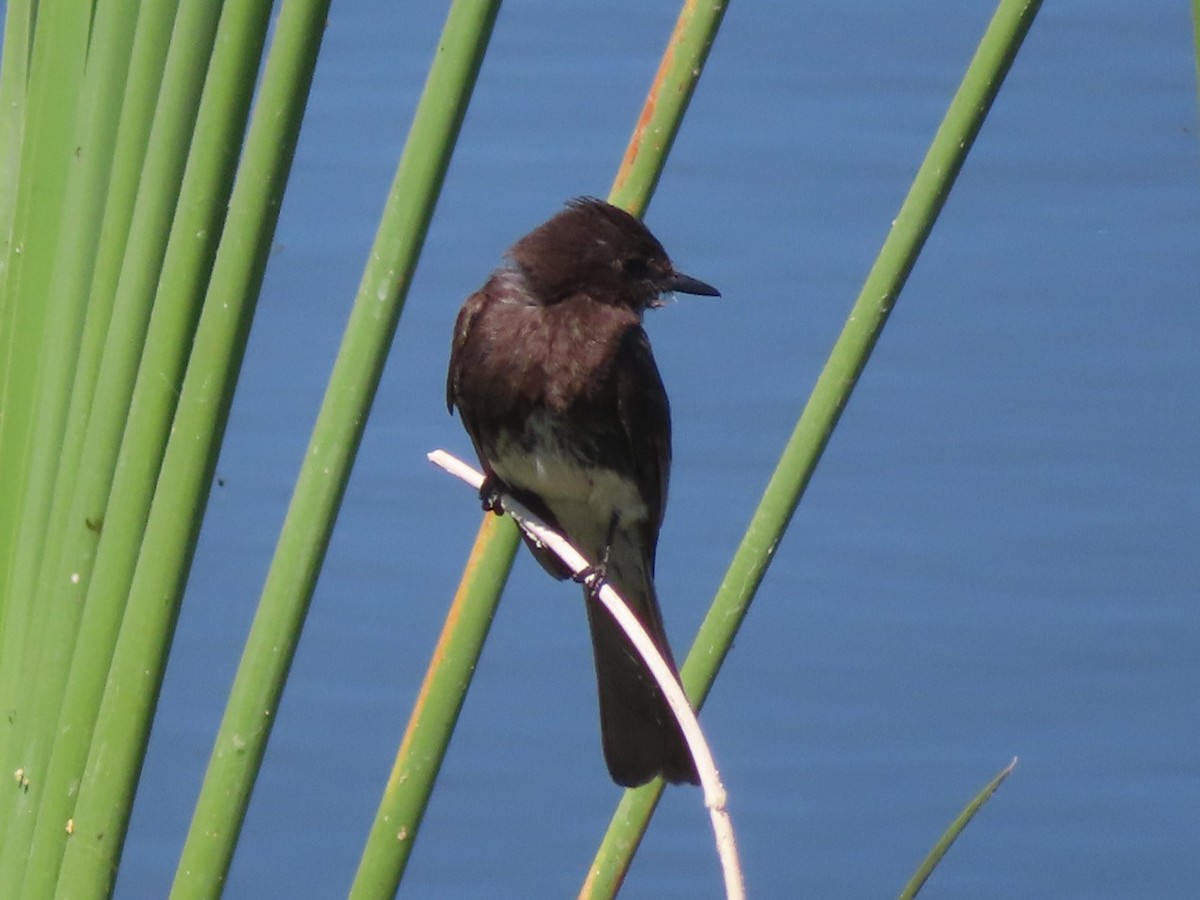 Black Phoebe - ML620867687