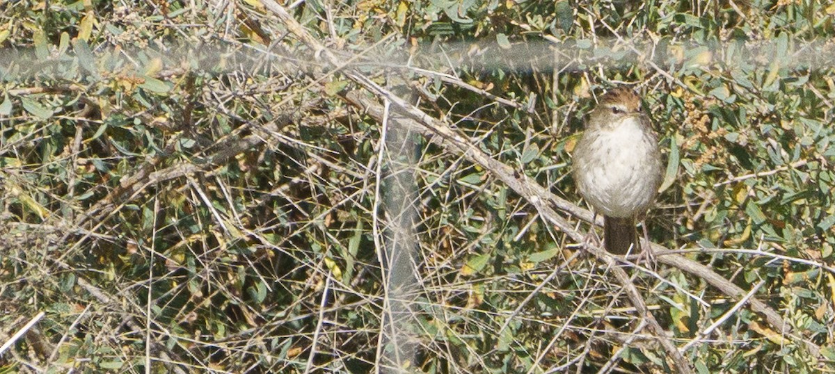 Little Grassbird - ML620867690