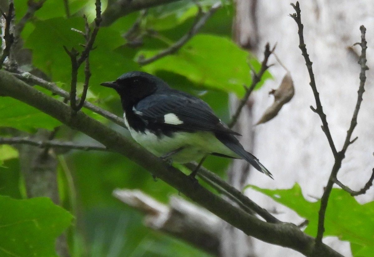 Black-throated Blue Warbler - ML620867692