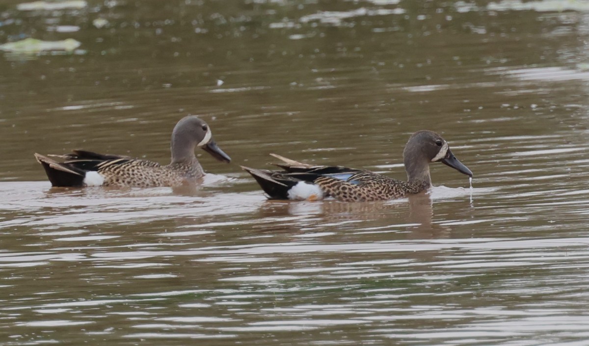 Blue-winged Teal - ML620867699