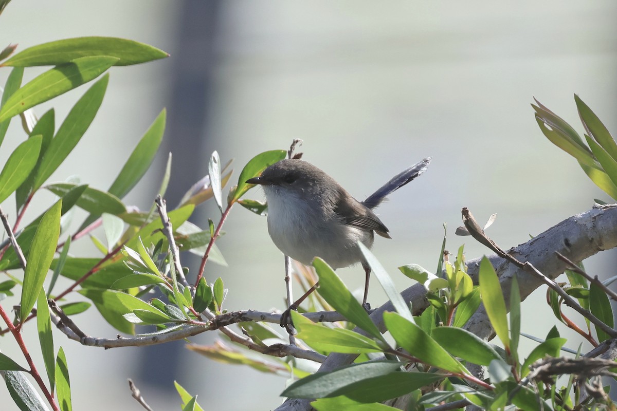 Superb Fairywren - ML620867700