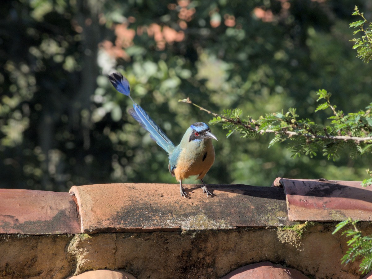 Motmot caraïbe - ML620867709