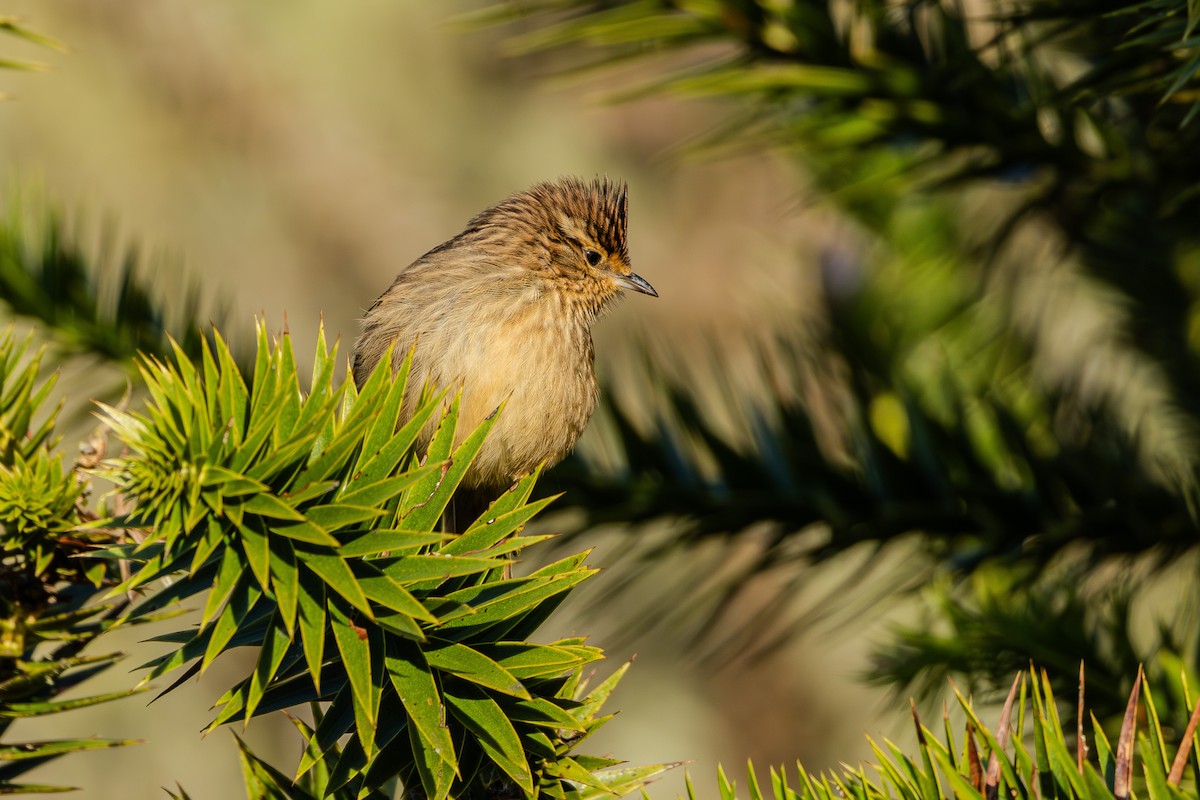 Striolated Tit-Spinetail - ML620867719