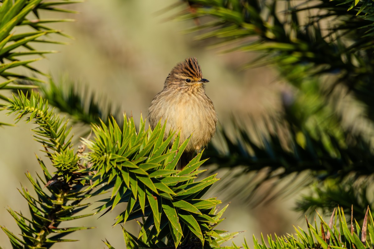 Striolated Tit-Spinetail - ML620867720