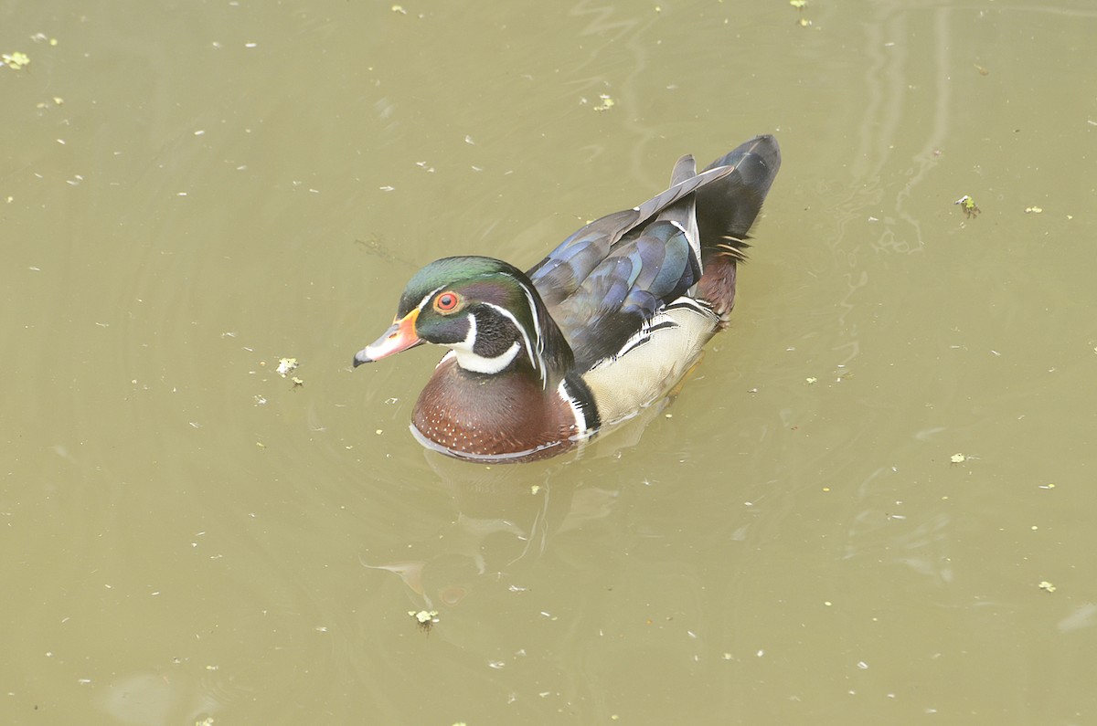 Wood Duck - ML620867722