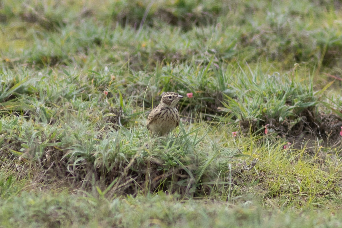 Somali Short-toed Lark (Athi) - ML620867728