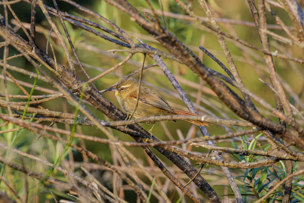 Olive Spinetail - ML620867747