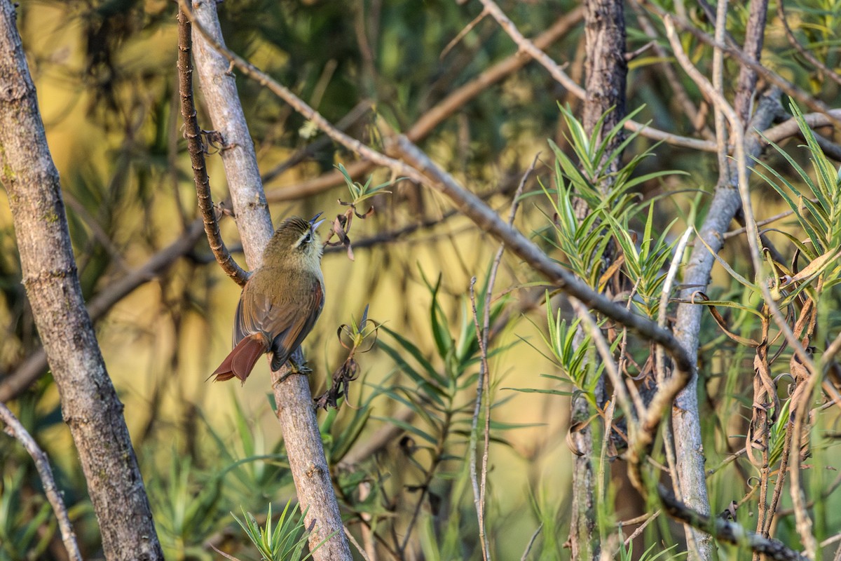 Olive Spinetail - ML620867748