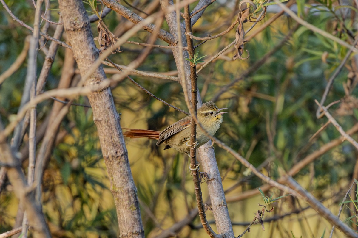 Olive Spinetail - ML620867749